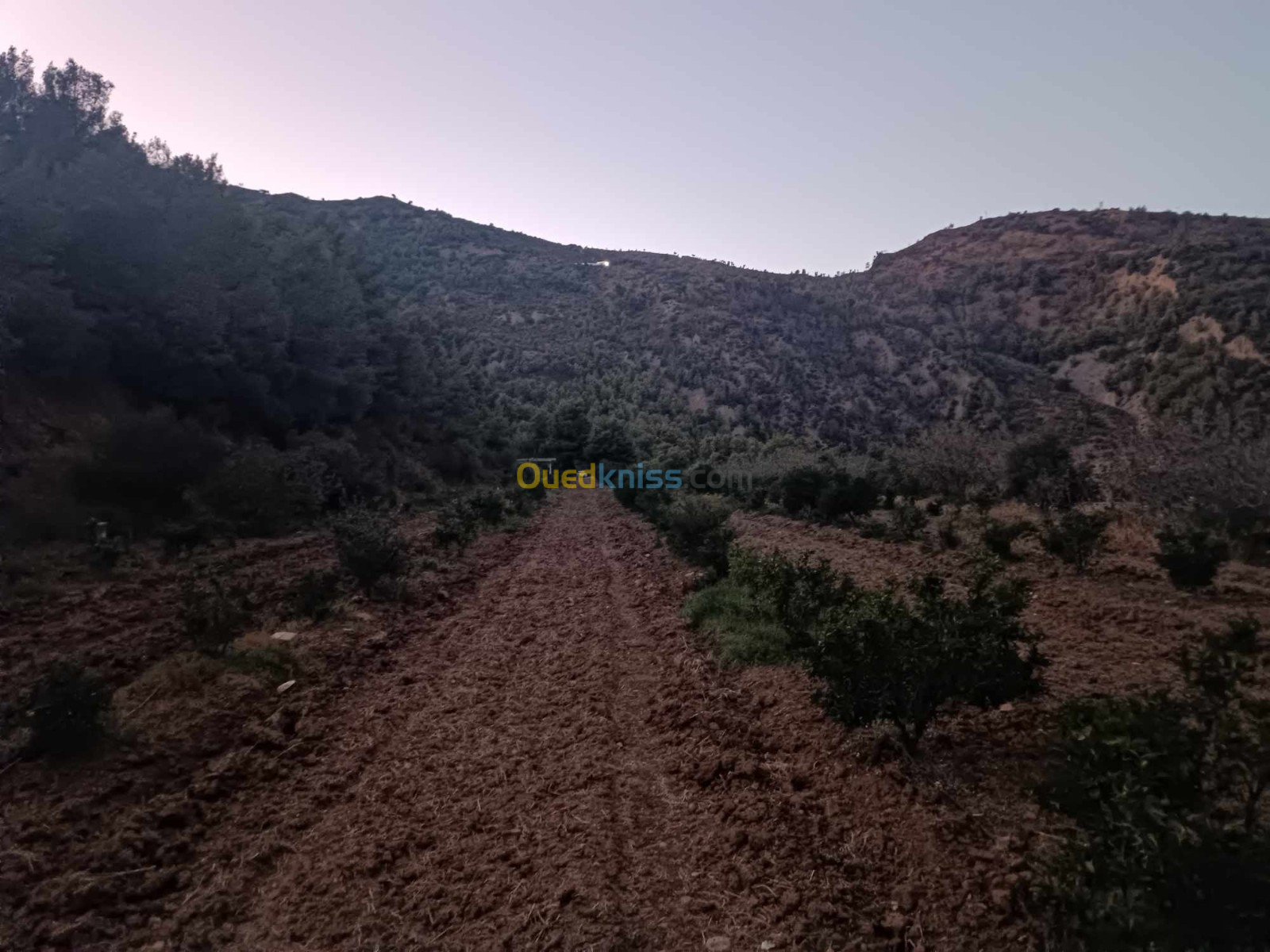 Vente Terrain Blida Hammam melouane