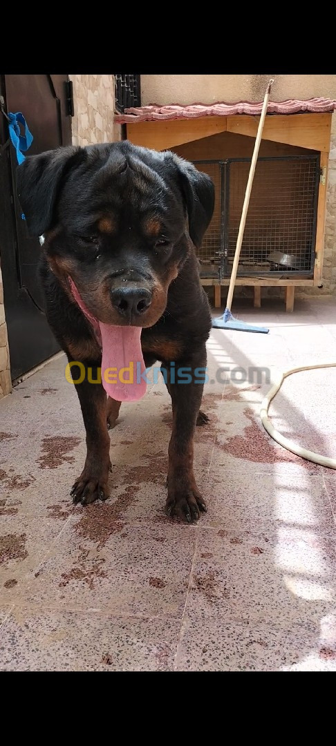 Rottweiler pour accouplement 