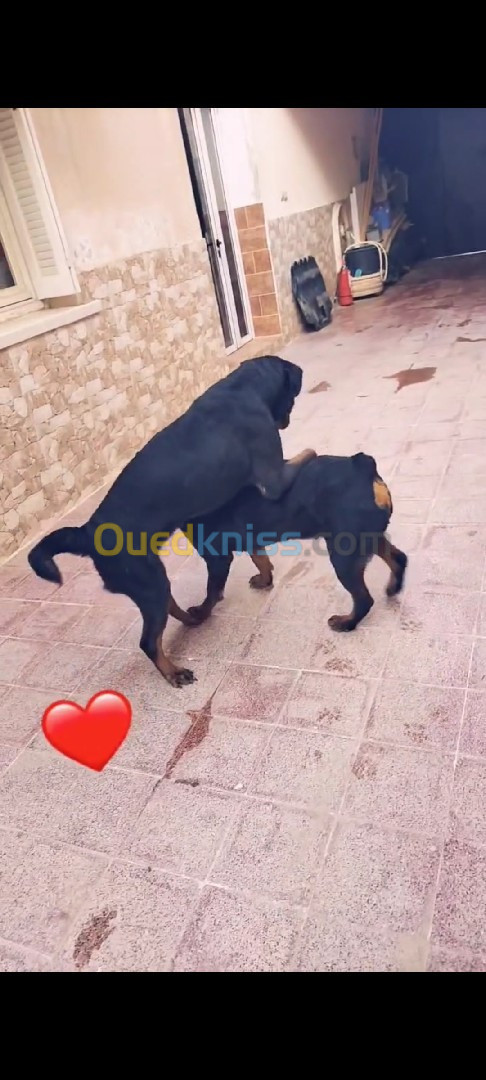 Rottweiler pour accouplement 