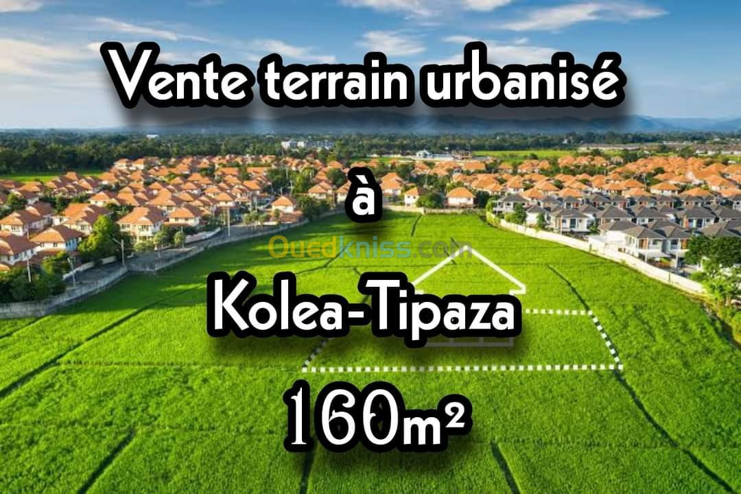 Vente Terrain Tipaza Kolea