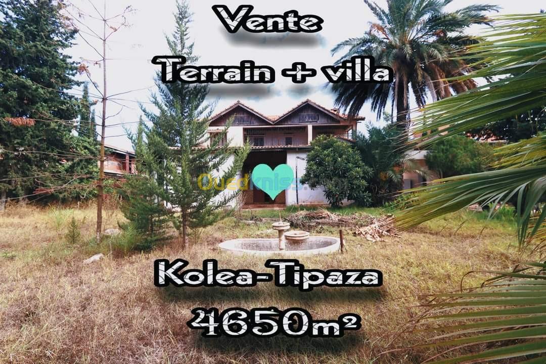 Vente Terrain Tipaza Kolea