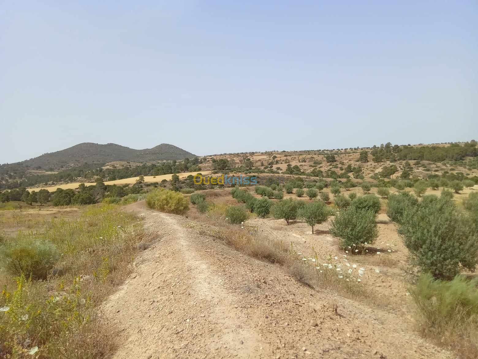 Sell Farmland Bouira Bouira - Bouira Algeria