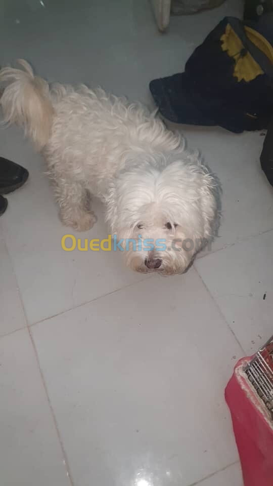 Chien bichon de race à vendre 