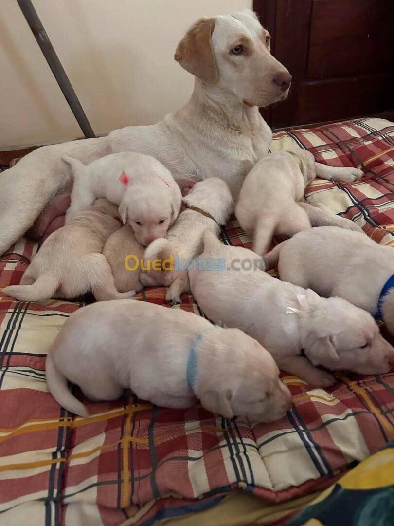 Deux chiots labrador à vendre 