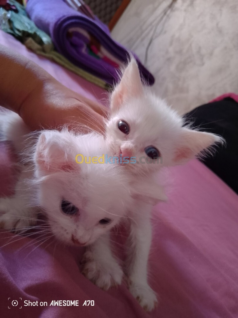 Chatons angora Turk 45 jours pour réservation 