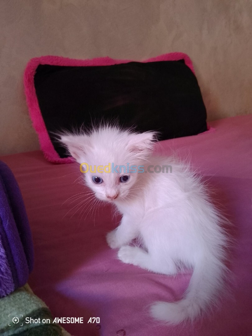 Chat angora Turk femelle blanche 2 mois