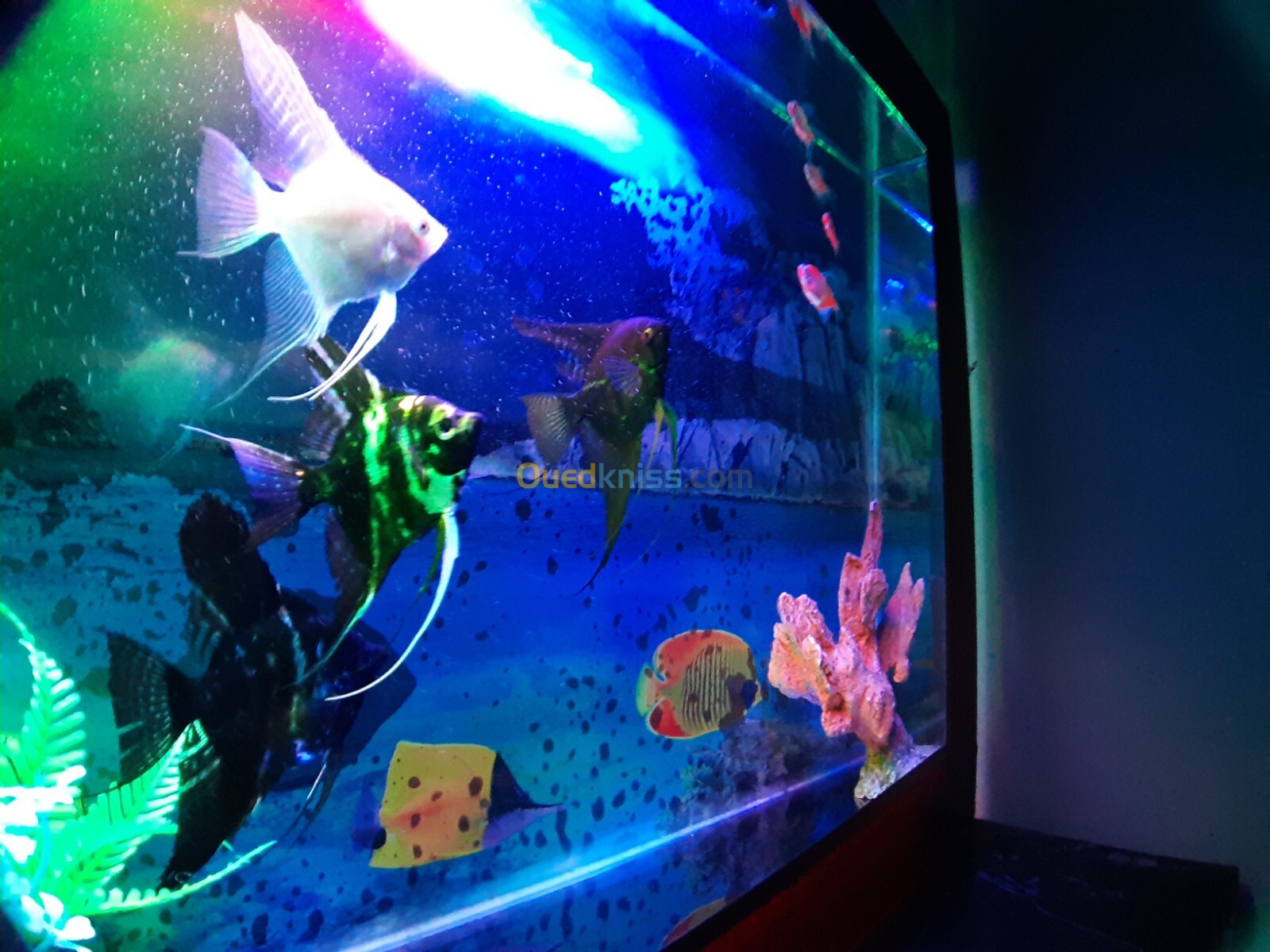 Aquarium plasma 80cm avec 11 Poissons et équipements 