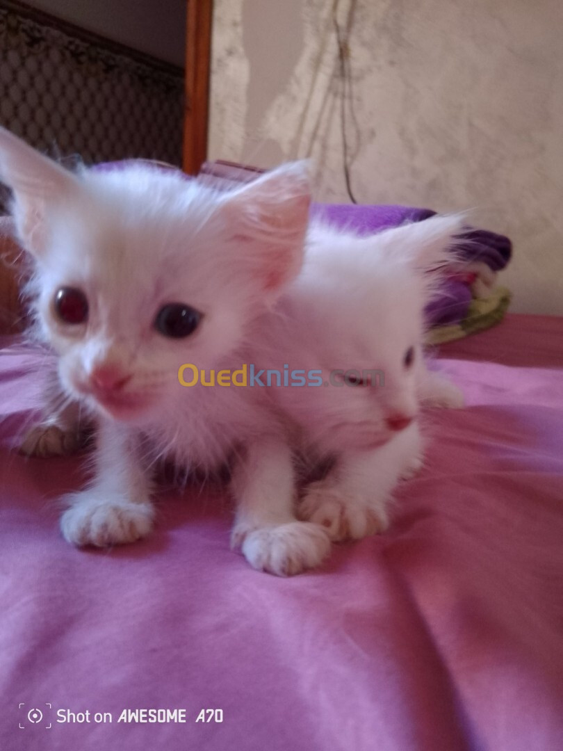 Chats angora Turk blanc pour réservation 