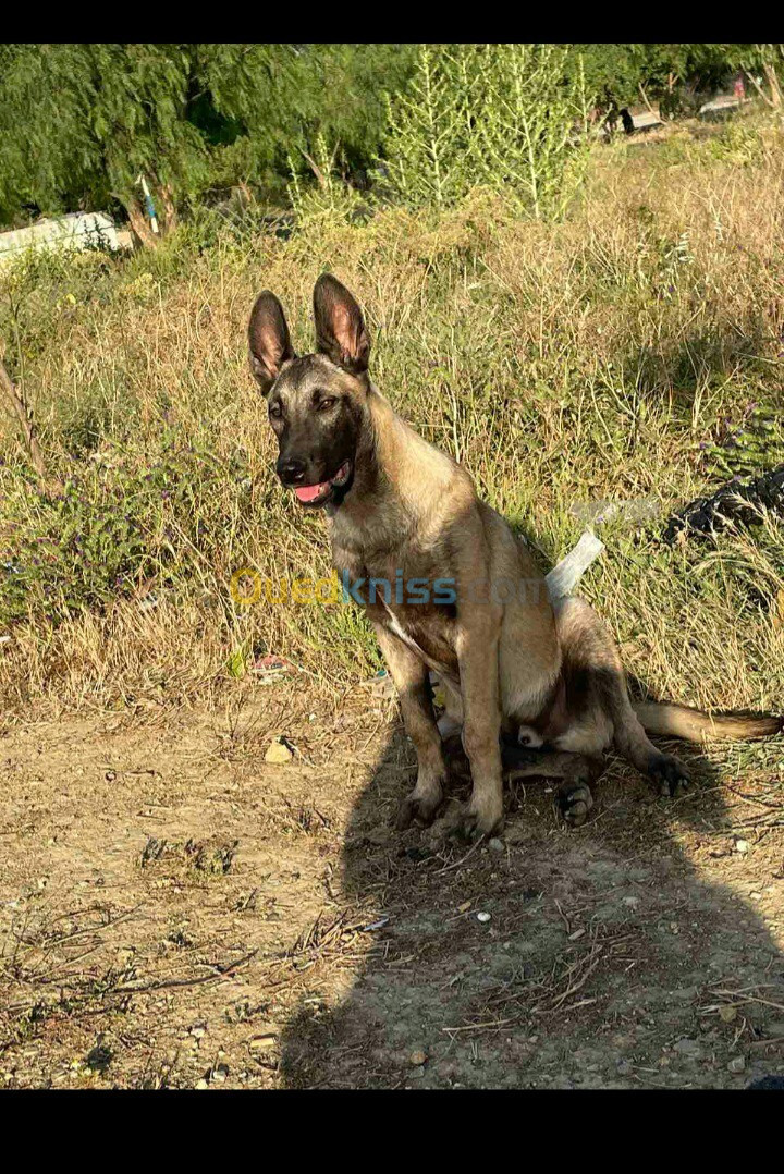 berger malinois