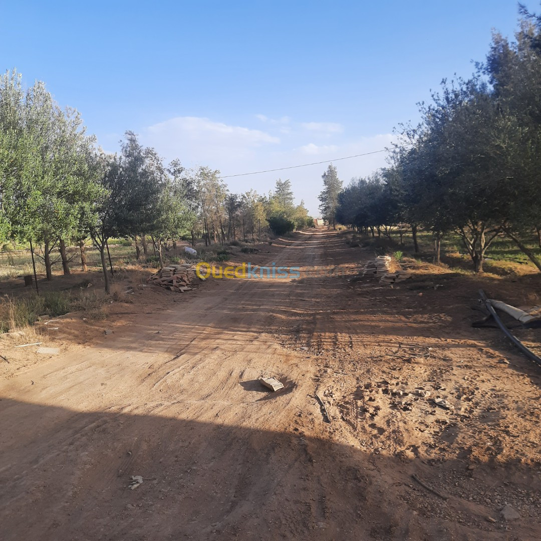 Vente Terrain Djelfa Hassi bahbah