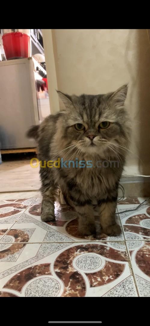 Persan pure race de type ( brown tabby ) 