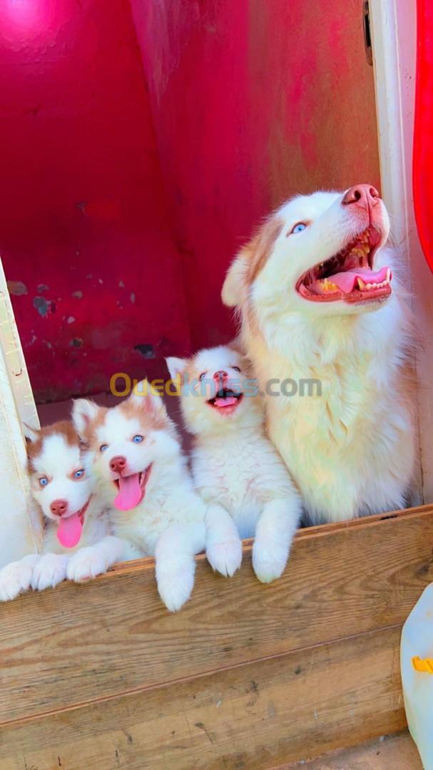 Husky malamute 