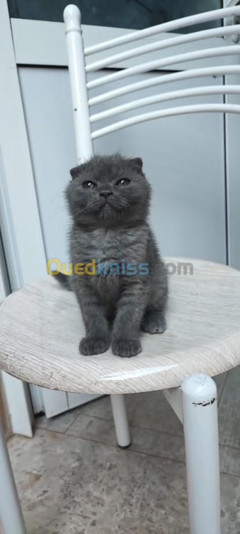 Scottish fold black smoke 