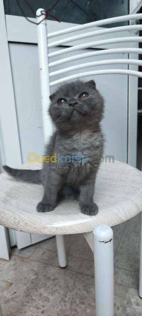 Scottish fold black smoke 