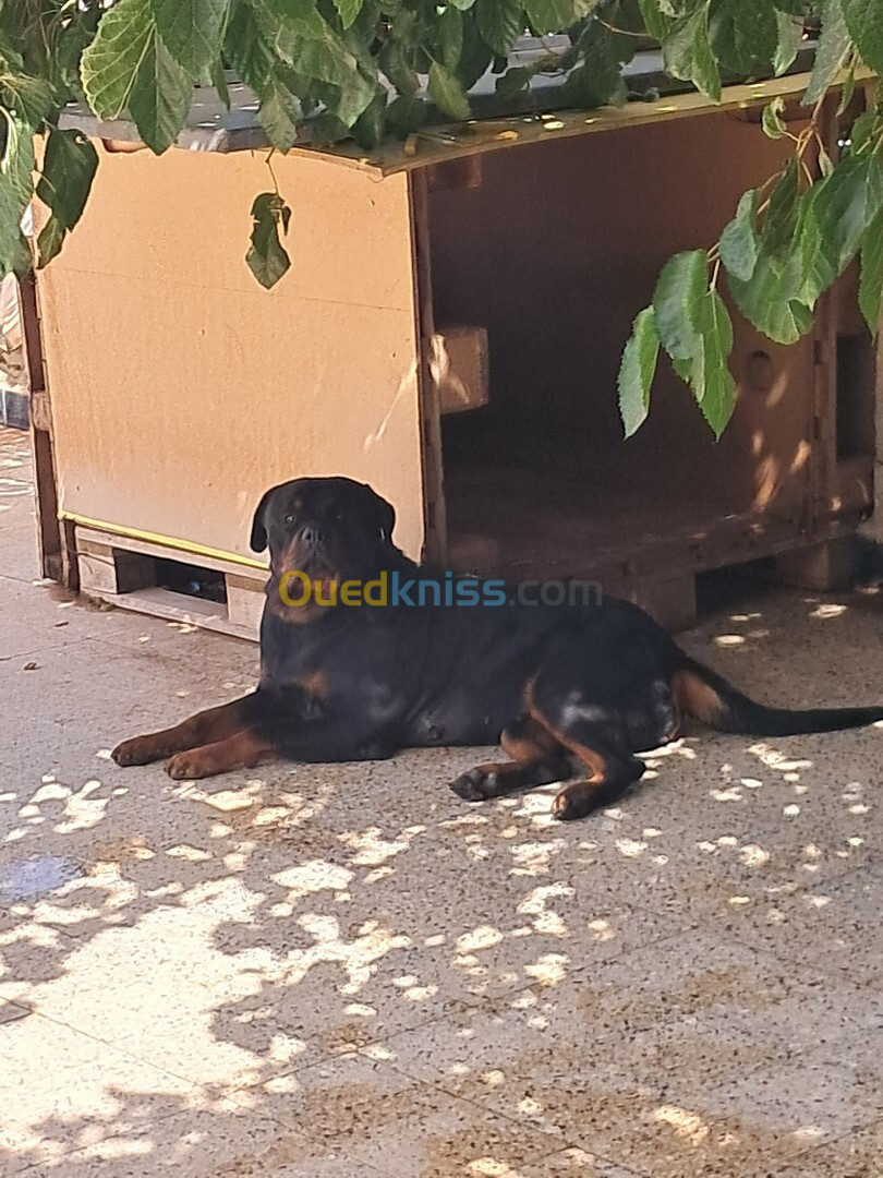 Rottweiler allemand 