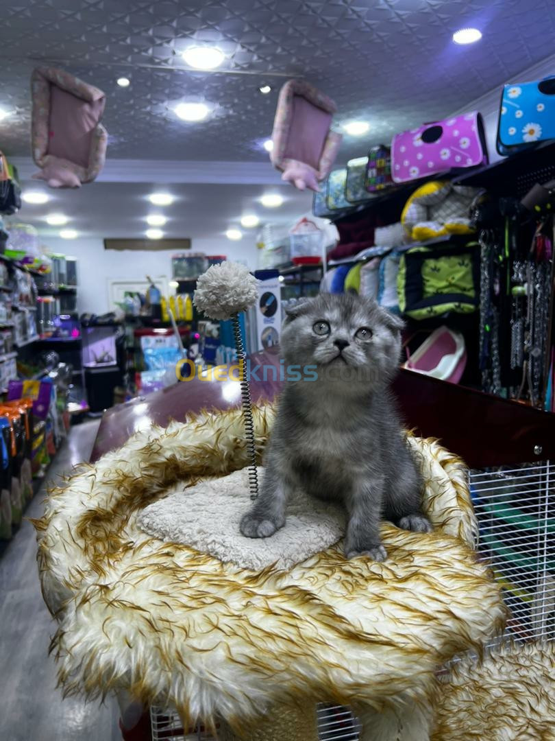 Scottish fold 