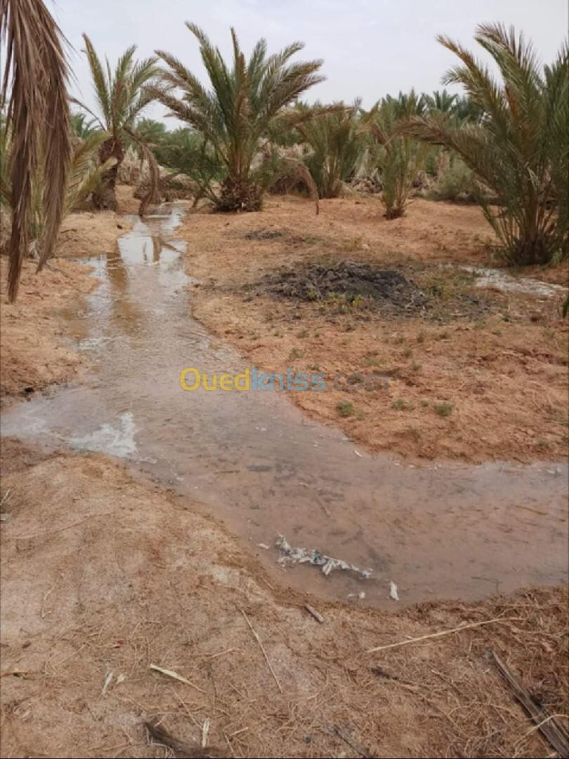 Vente Terrain Agricole Ouargla Ain beida