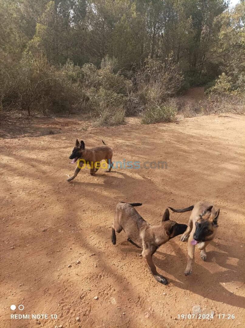 Chiots malinois