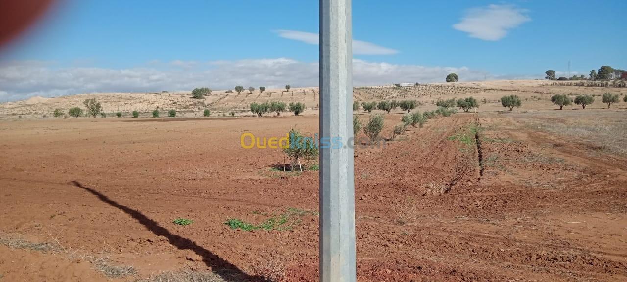 Vente Terrain Sidi Bel Abbès Hassi dahou