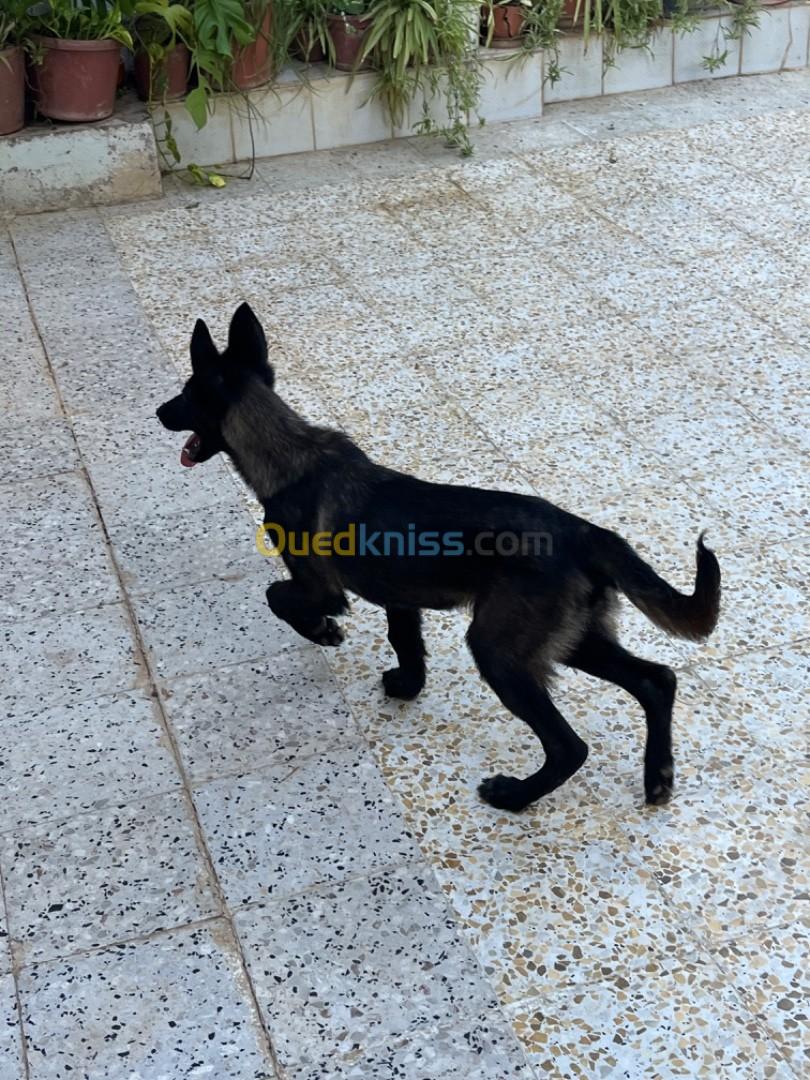 Malinois bleu mexicain fumel avec carner 