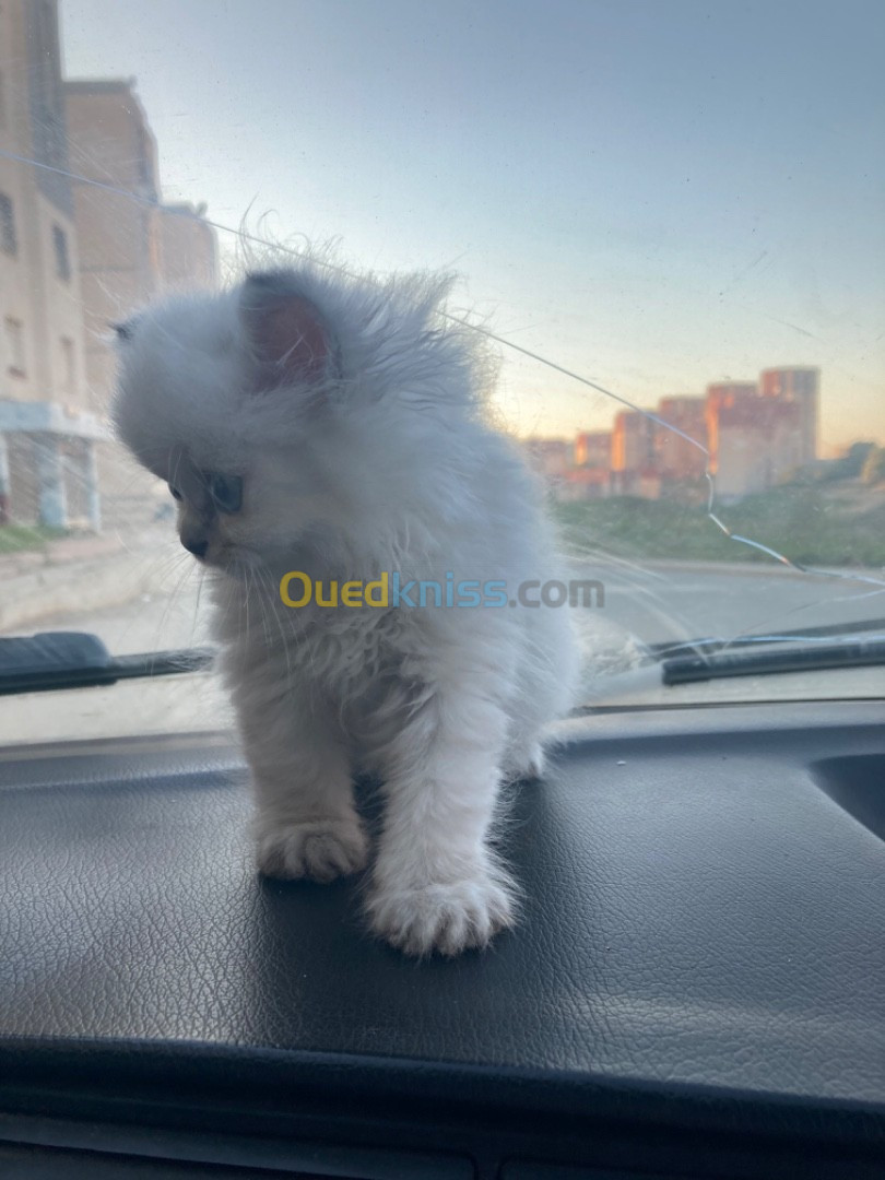 Chaton persian himalayenne pure race