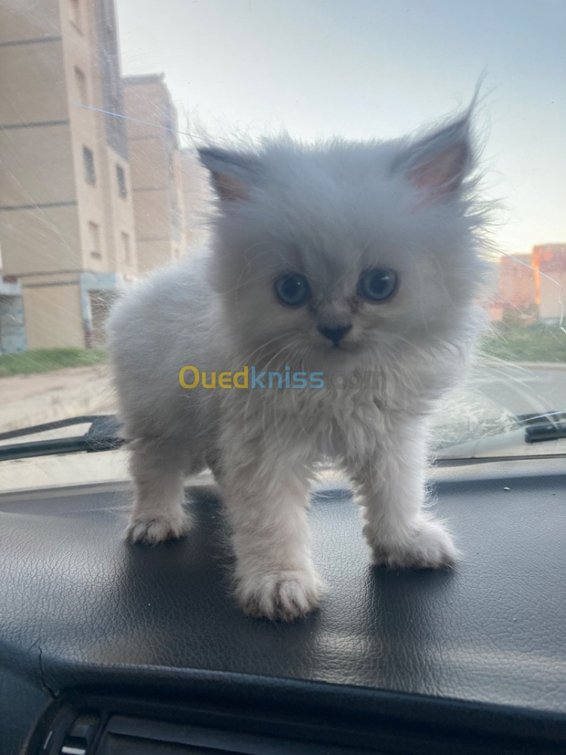 Chaton persian himalayenne pure race