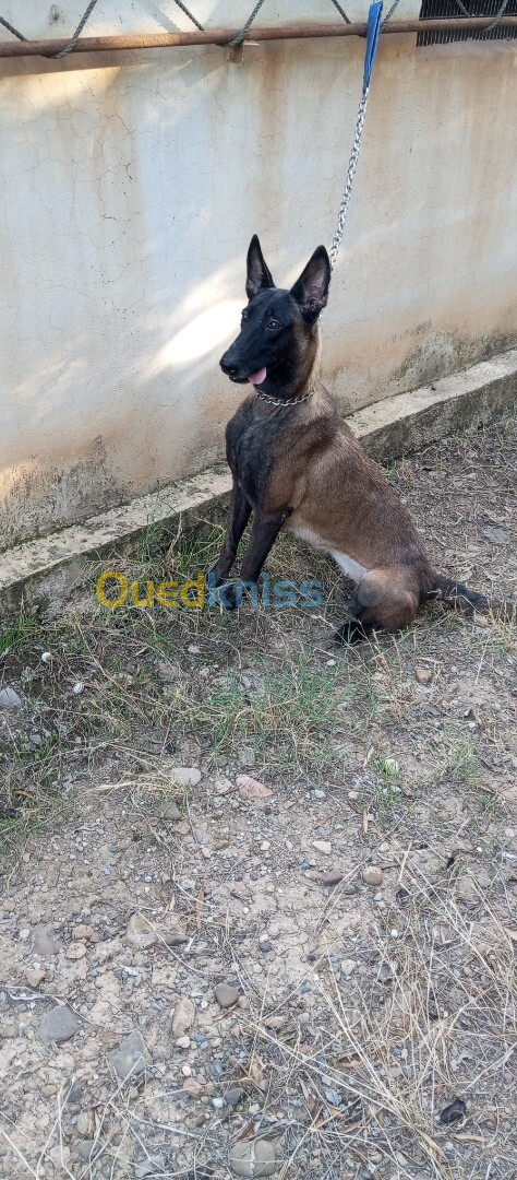 Femelle malinois 