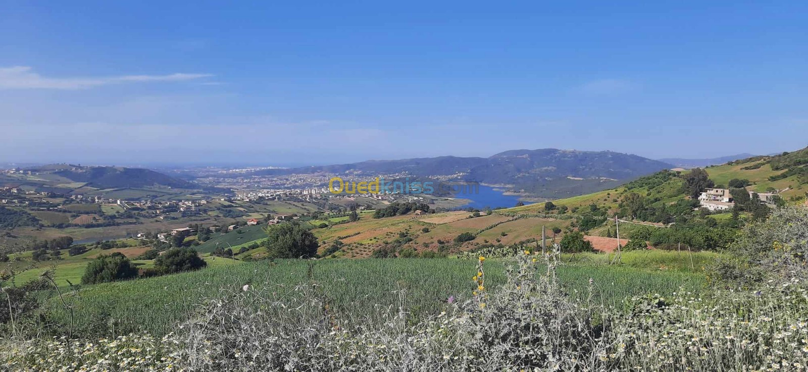 Vente Terrain Boumerdès El kharrouba