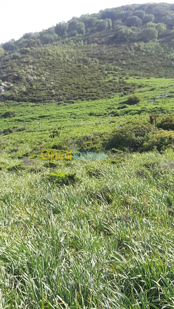 Vente Terrain Annaba Chetaibi