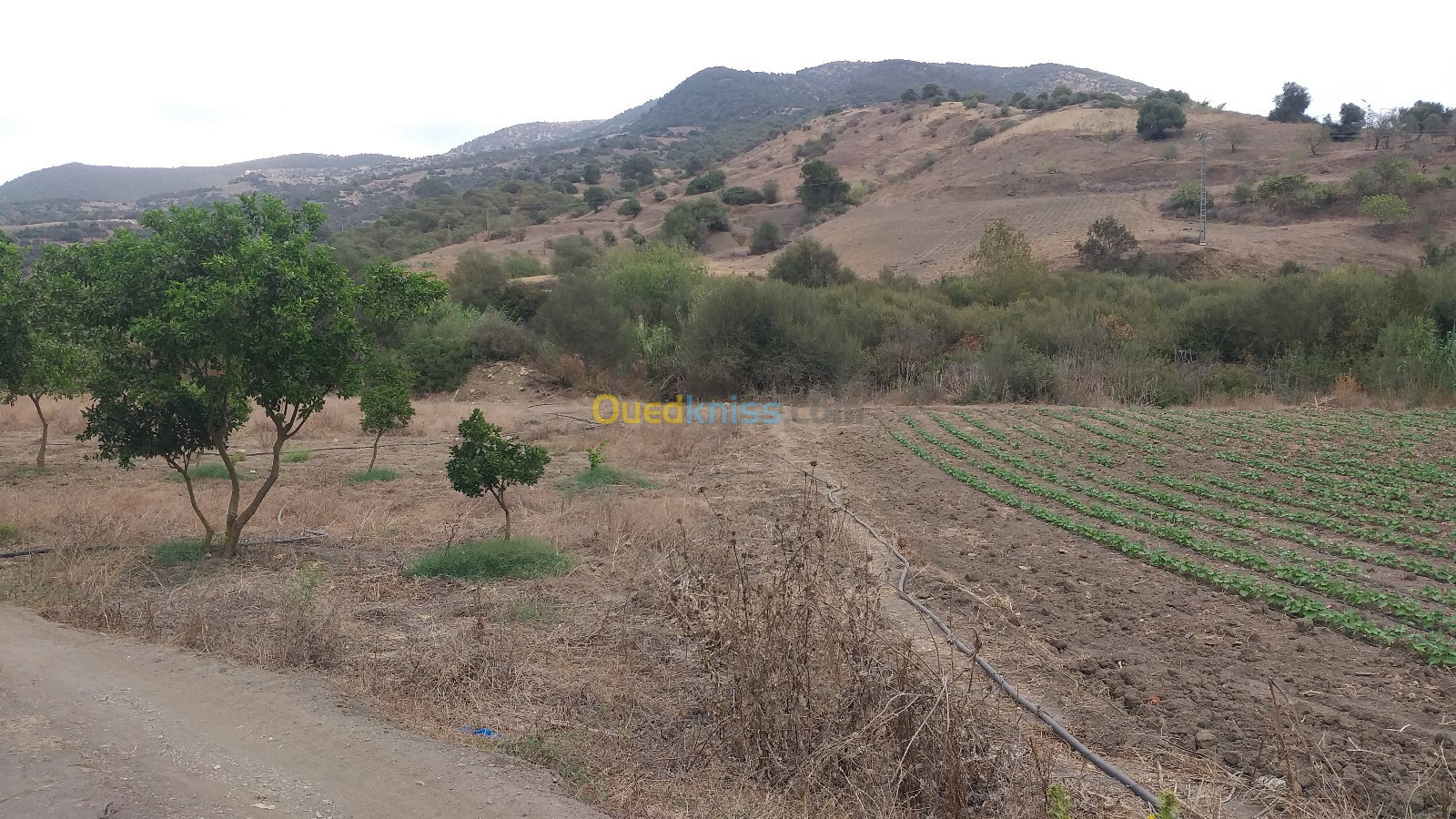 Vente Terrain Tipaza Cherchell