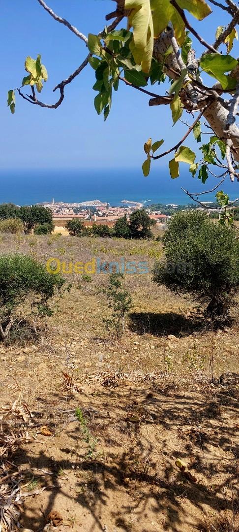 Vente Terrain Tipaza Cherchell