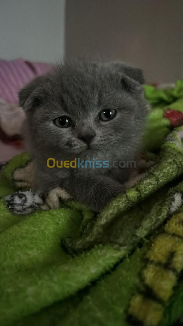 Scottish fold 