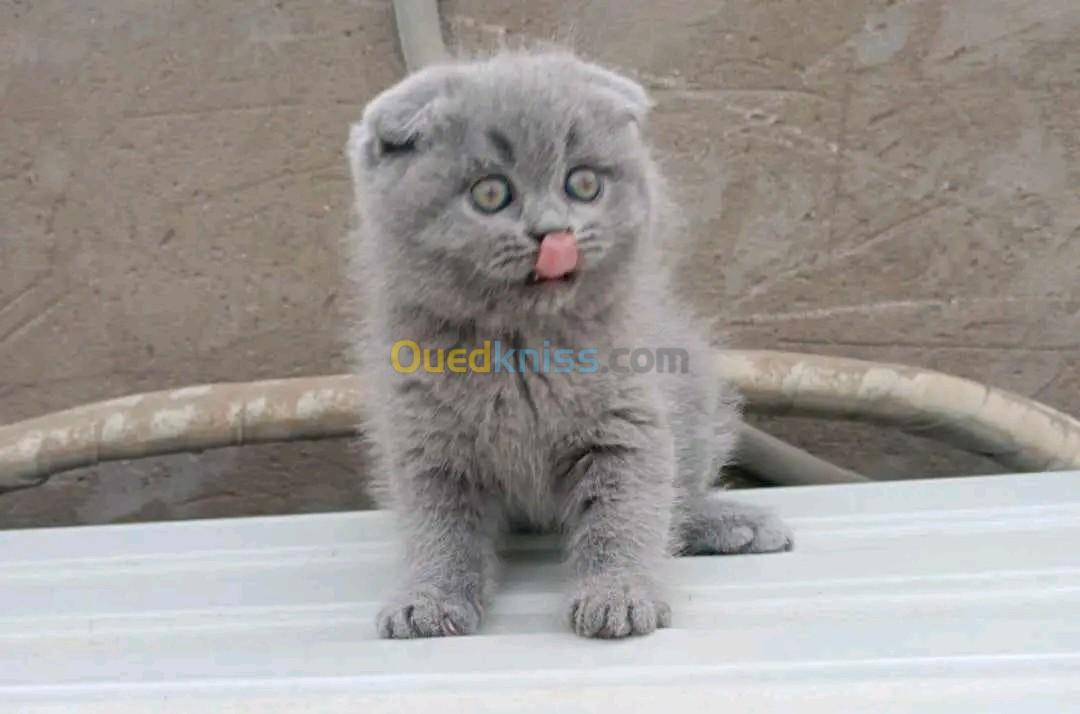 Scottish fold 