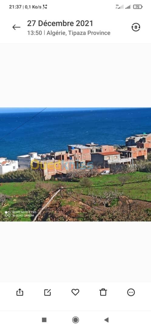 Vente Terrain Tipaza Larhat