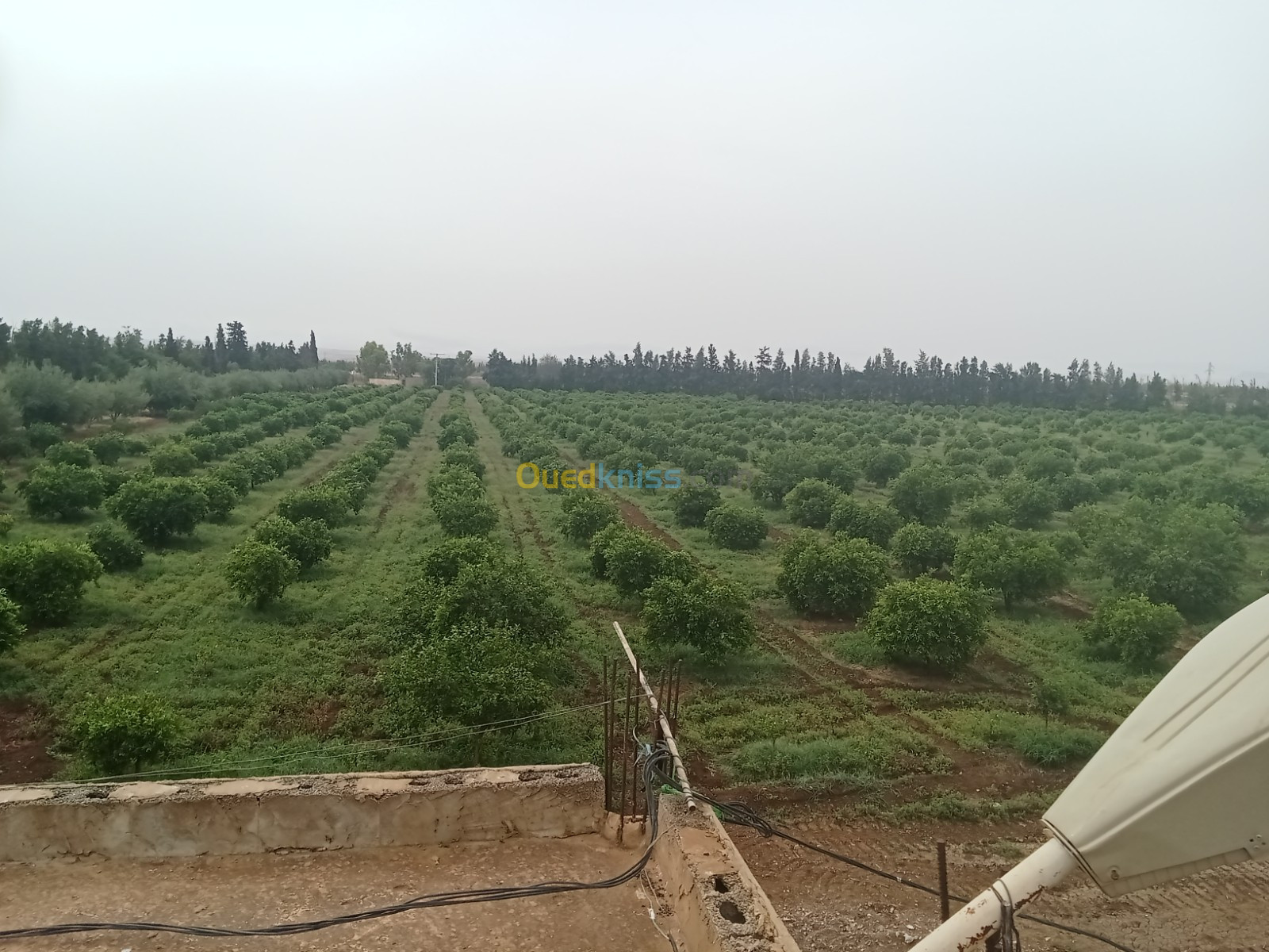 Vente Terrain Agricole Relizane Ouled el djemaa