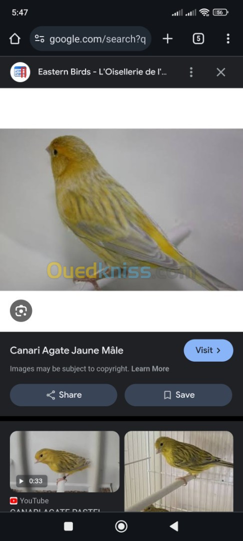 Canari agate