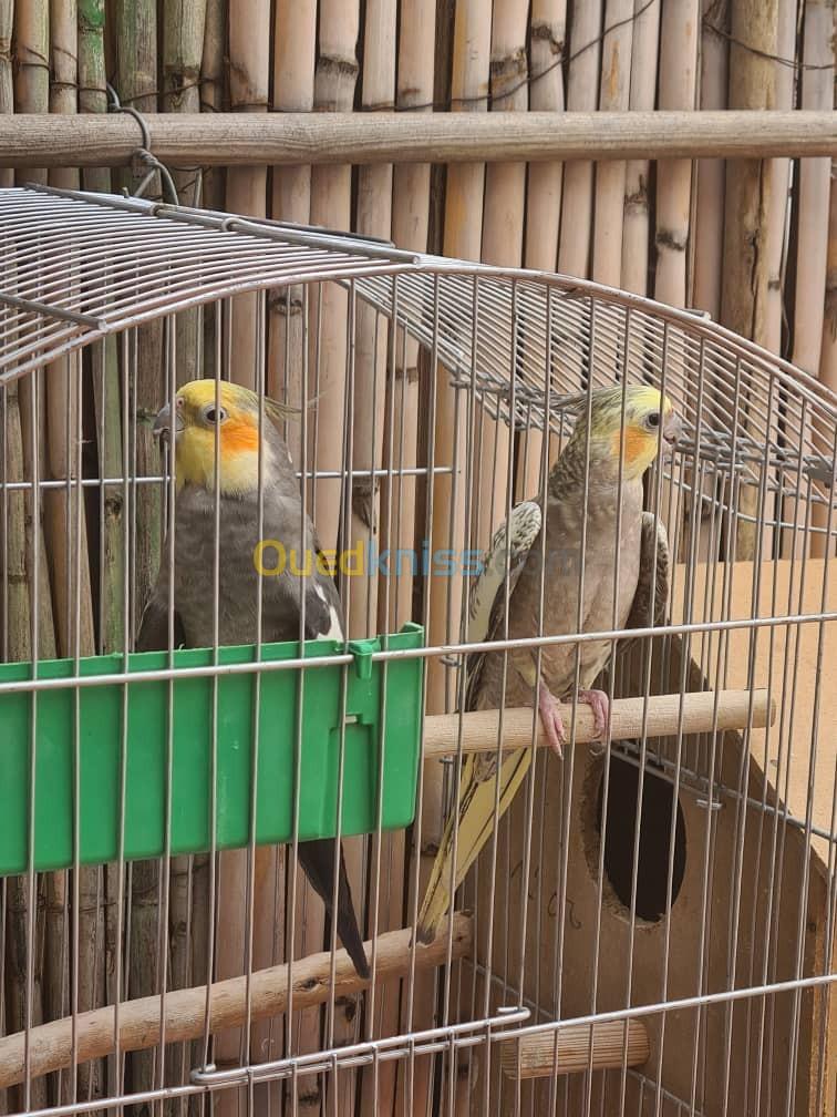 Couple Calopsite avec cage  كوكتيل Cockatiel