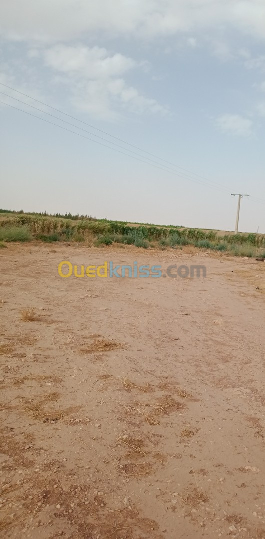 Vente Terrain Agricole Djelfa Hassi fedoul