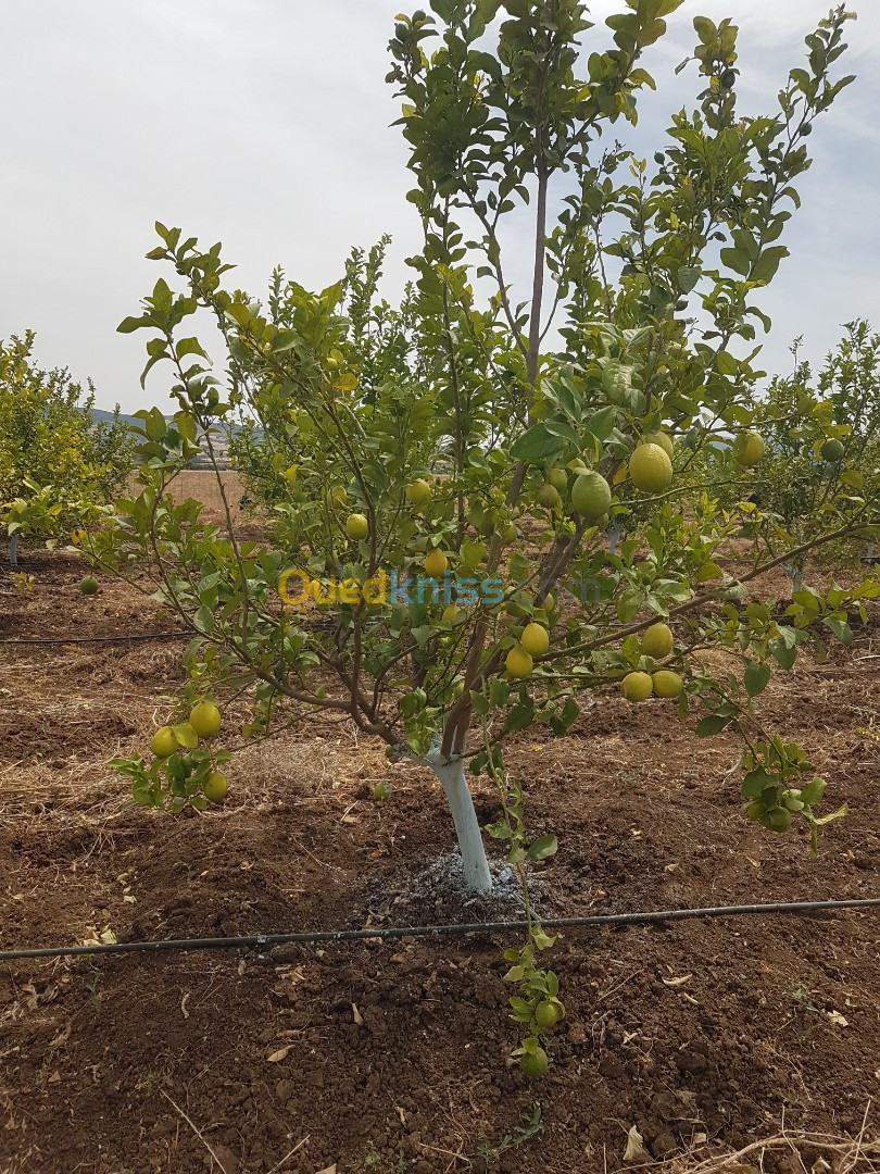 Vente des citrons en gros