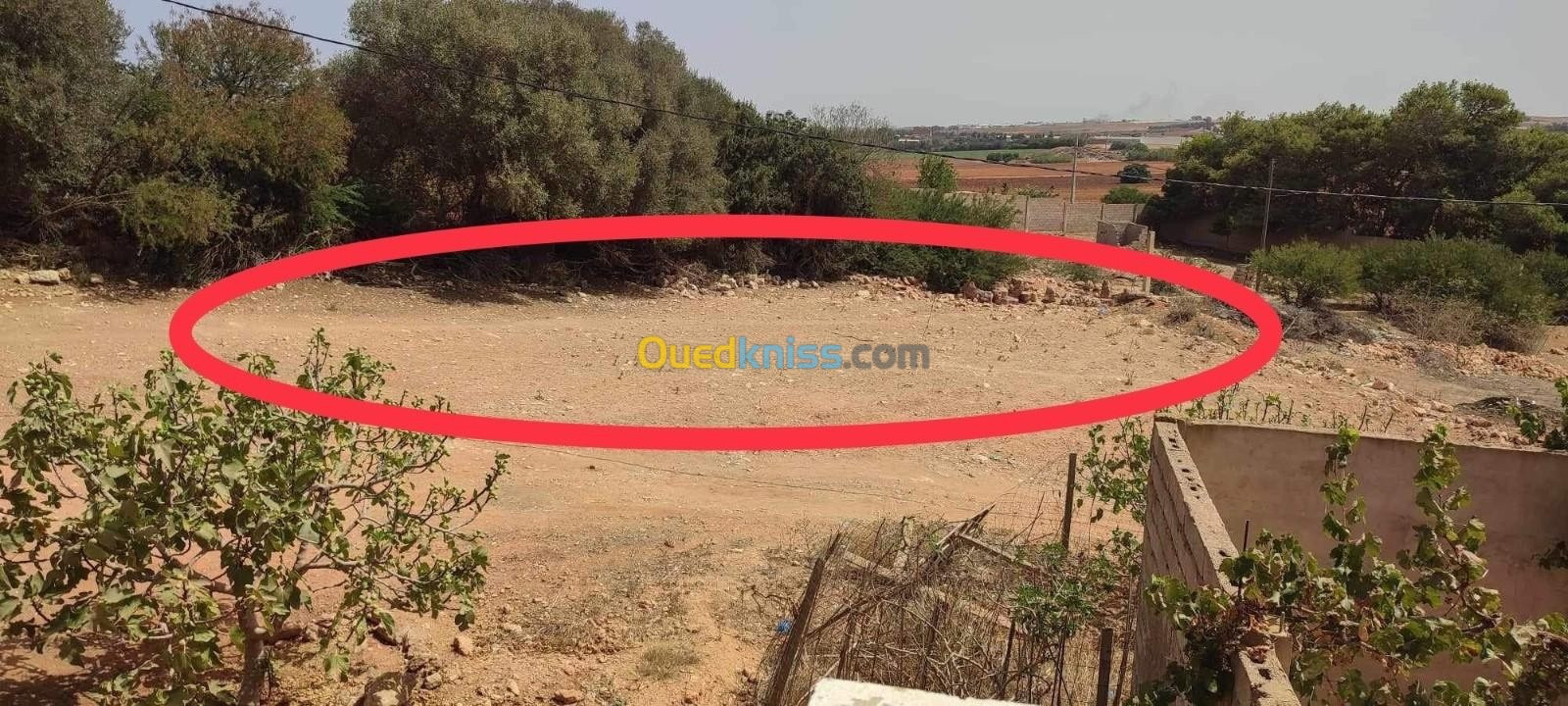 Vente Terrain Mostaganem Hassi maameche