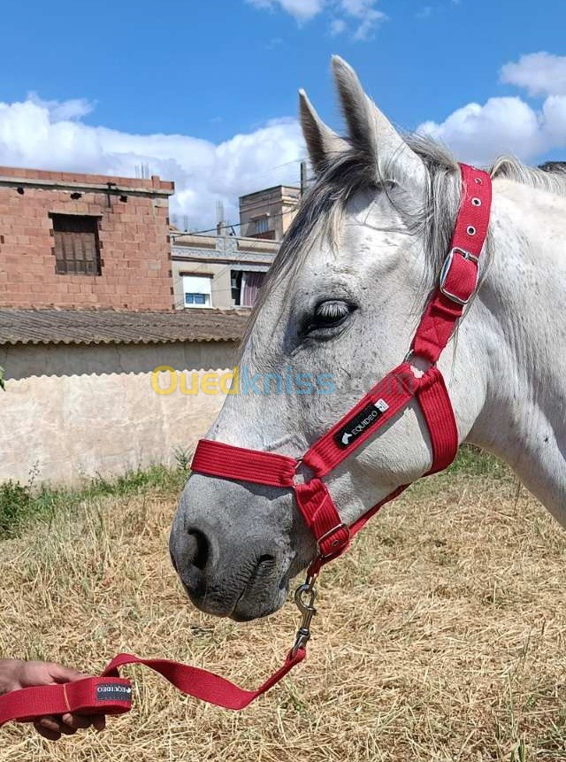 Matériel équitation cheval 