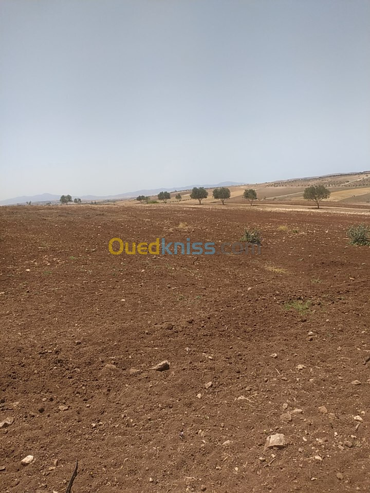 Vente Terrain Tlemcen Bensekrane