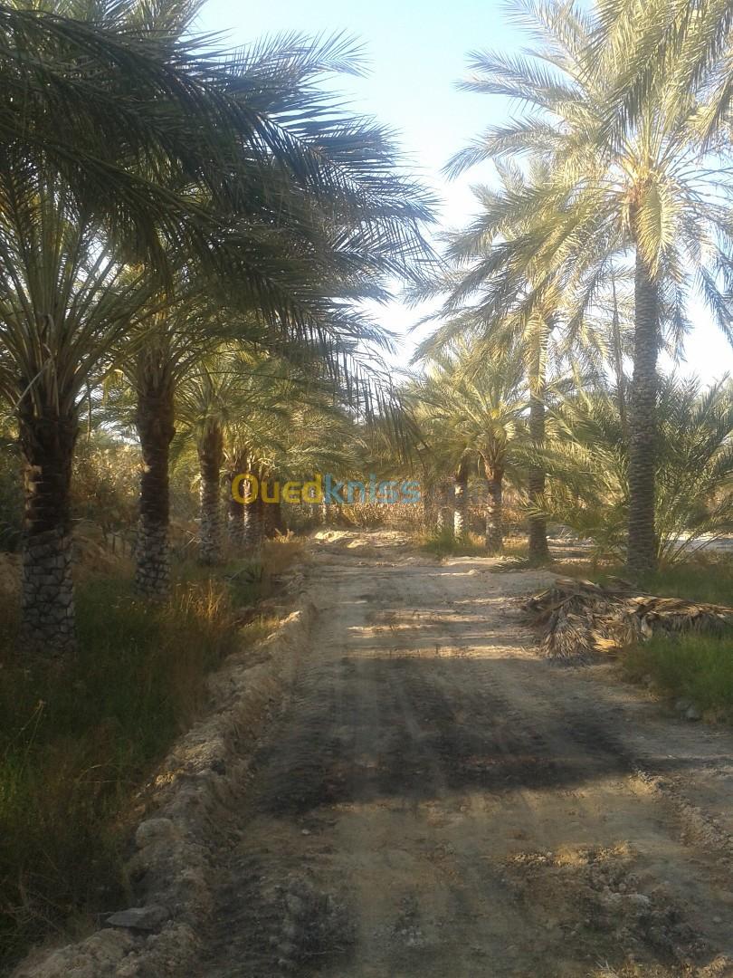 Vente Terrain Agricole Biskra Tolga