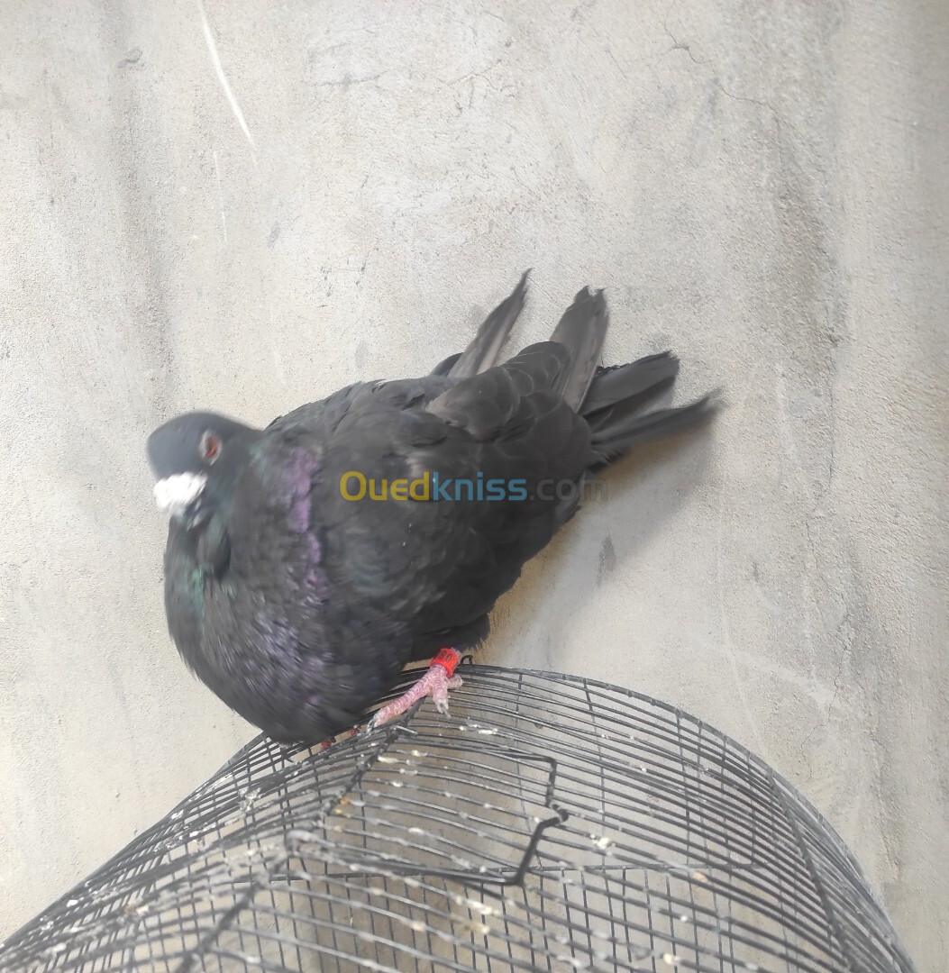 Male Pigeon Gorguero 