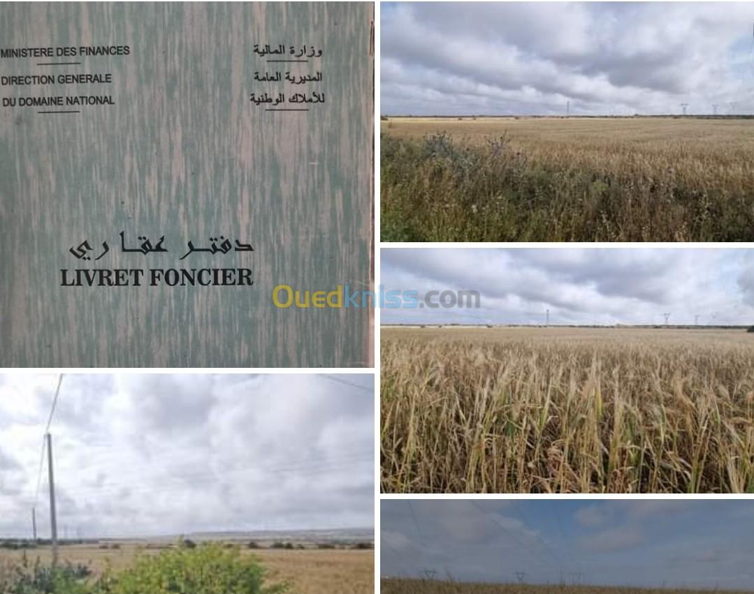 Vente Terrain Djelfa Zaafrane