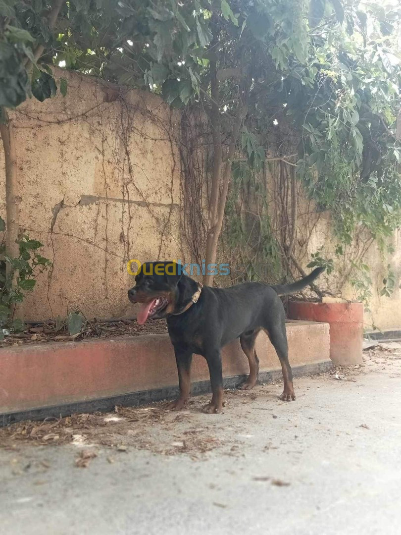 Rottweiler Almand tay géant 