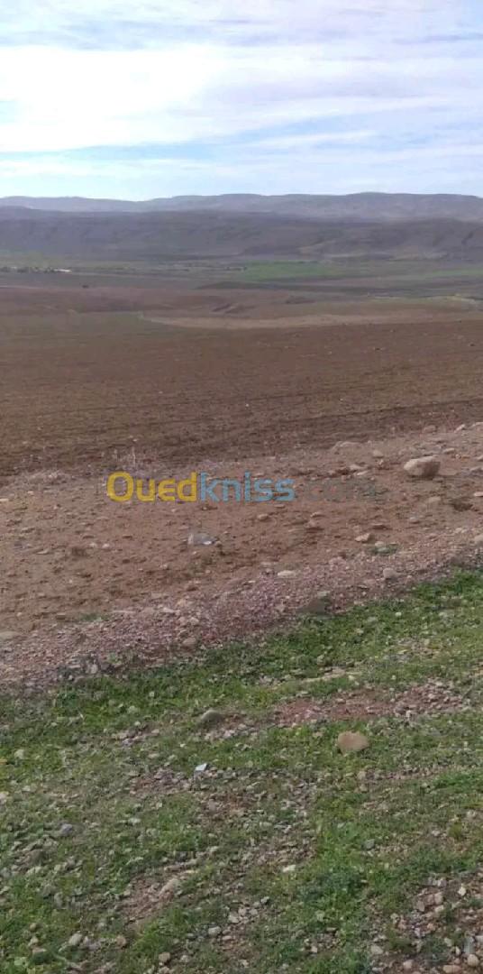 Vente Terrain Agricole Relizane Oued essalem