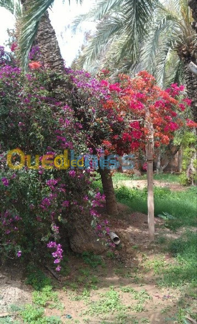 Vente Villa Biskra Biskra