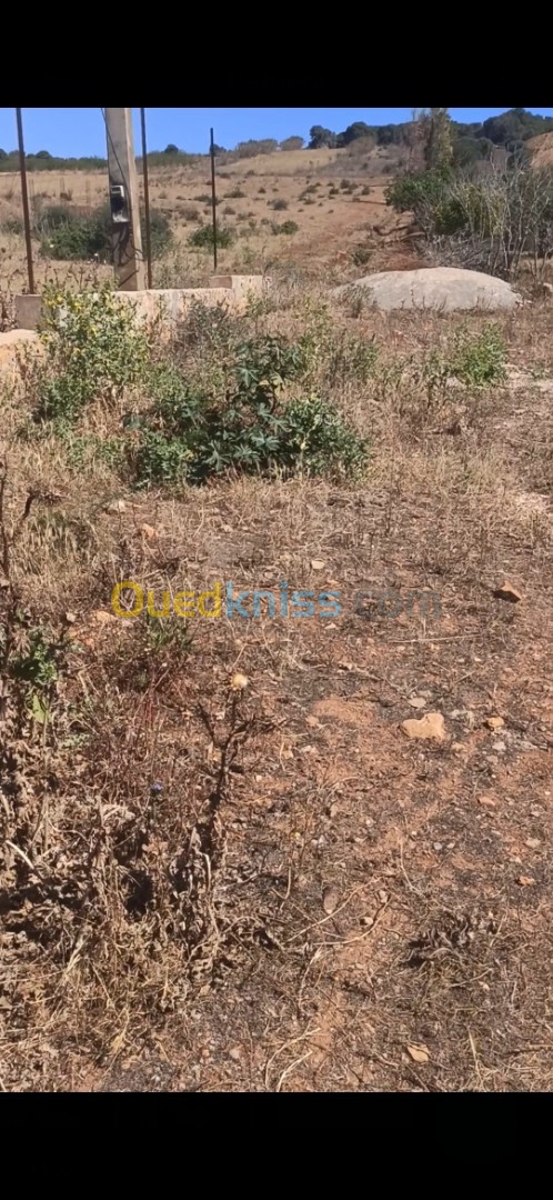 Vente Terrain Agricole Tipaza Sidi rached