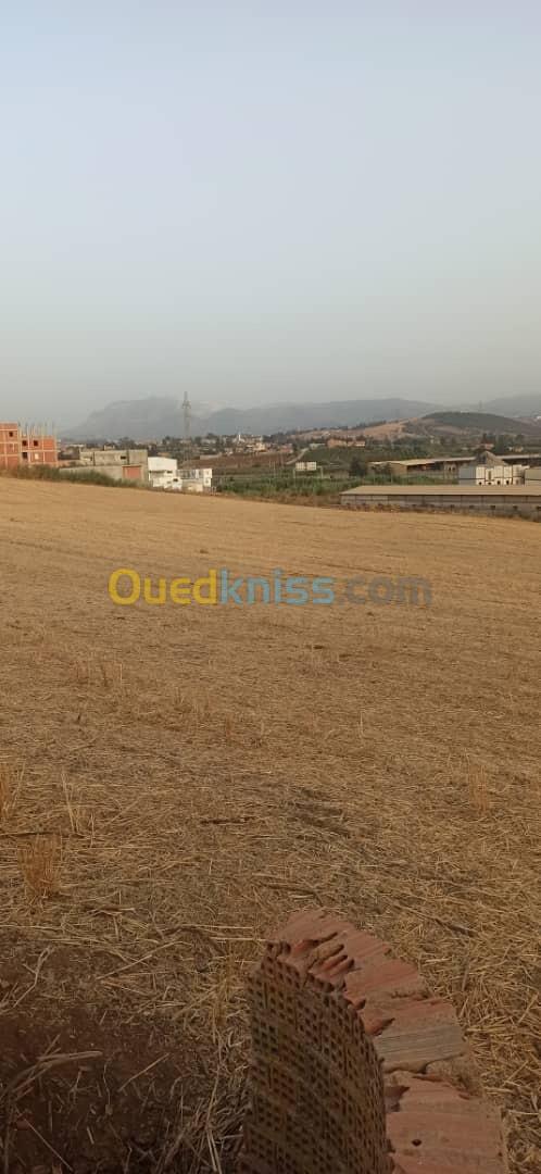 Vente Terrain Boumerdès Ouled moussa